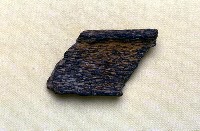 藏品(動物骨化石)的圖片